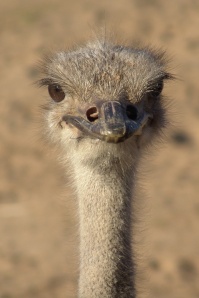 Biologists say ostriches are really stupid